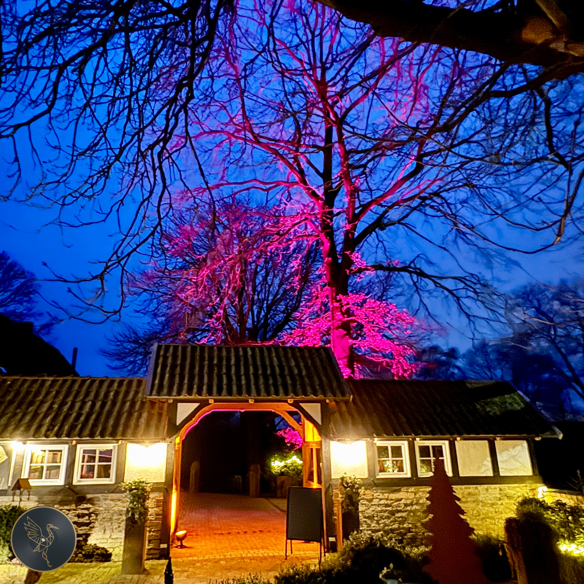 Outdoor-Event – Baum in Pink beleuchtet